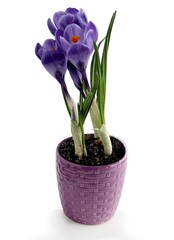 lila crocus flowers as spring first plants