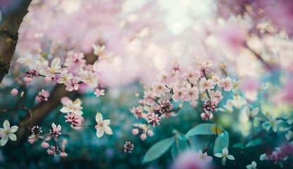 A whimsical and dreamy scene of cherry blossoms in full bloom v6, Generative AI.