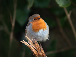 Closeup of a robin bird on a branch looking up against a dark tree background