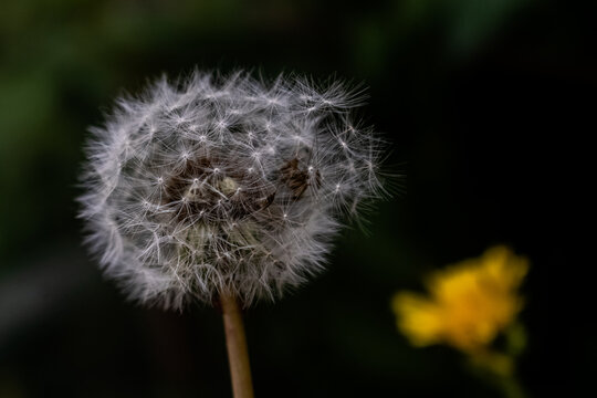 Natureza