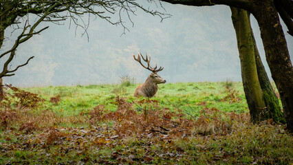 Cerfs royaux