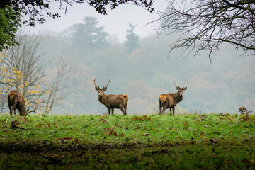 Cerfs royaux
