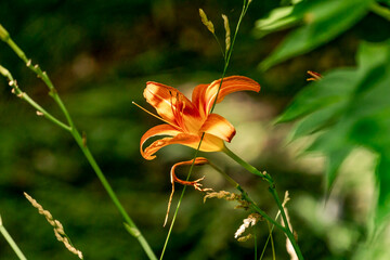 Obraz premium Burlington, Ontario, Canada - July 12, 2020: Single Orange Day Lilly seen through trees and plants,wrapping around a grass stalkwith dramatic dappled light.
