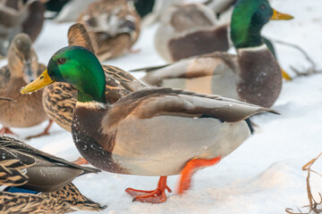 Mallard ducks in the snow on a frosty sunny day. Portrait of a wild duck in the winter season