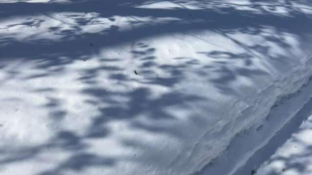 Shadows of leaves flutter against a snow bank in winter 