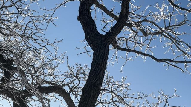 Flakes of hoar frost fall from glistening dark tree branches