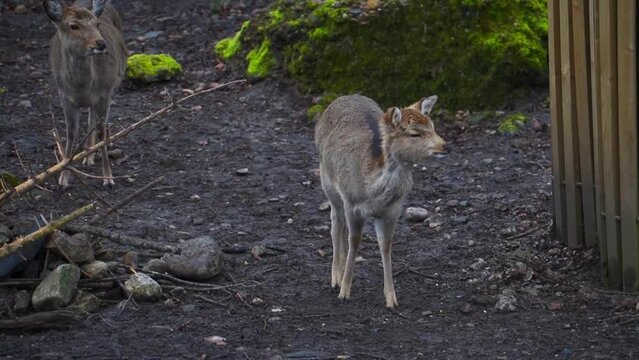 Ein Reh im Wald