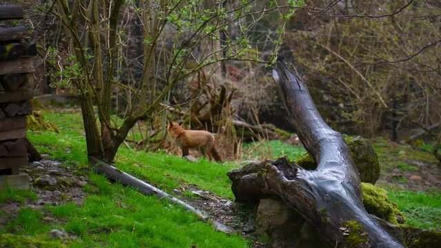 Rotfuchs im Wald