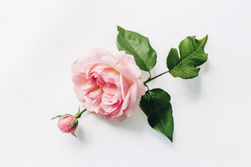 Rose flower isolated. Illustration AI Generative.