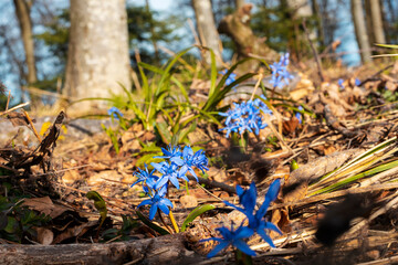 Beautiful blue snowdrop flowers in the forest. Spring natural background. Selective focus
