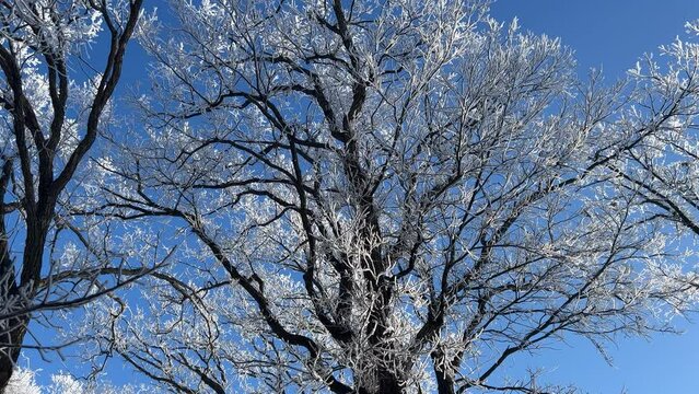 Frost-coated tree top branches against a brilliant blue sky
