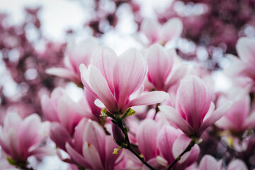 Fototapeta premium Blooming magnolia flowers. Natural spring background, selective focus