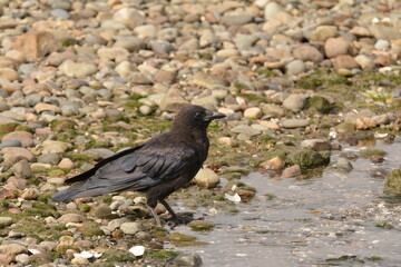 American Crow on rocky shore