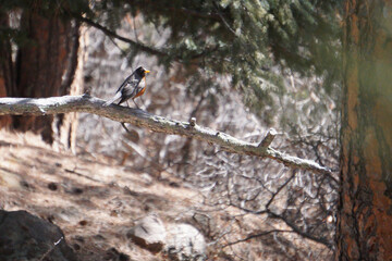 American Robin