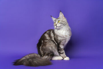 Fototapeta na wymiar Playful Longhair Maine Coon Cat with yellow eyes and big fluffy tail sitting, looking away. Purebred kitten 1 year old black silver classic tabby white color indoors on blue background. Studio shot
