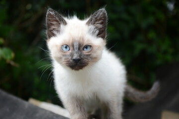 chaton siamois angora