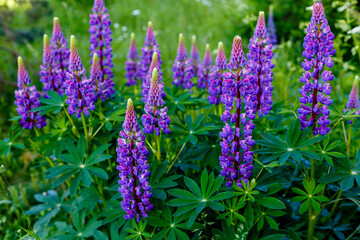  Lupine , or wolf bean ( lat. Lupinus ) is a genus of plants from the legume family