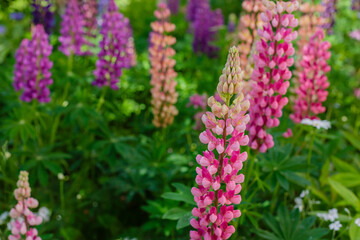 Lupine , or wolf bean ( lat. Lupinus ) is a genus of plants from the legume family