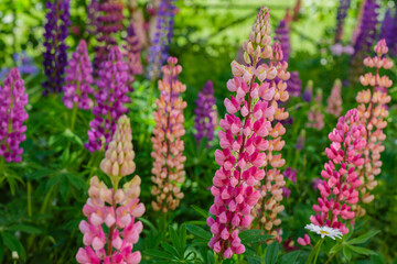 Lupine , or wolf bean [2] [3] ( lat. Lupinus ) is a genus of plants from the legume family