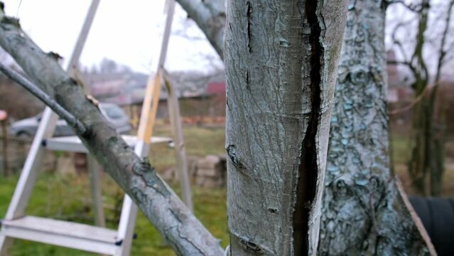 A bark cracked pear tree trunk. Orchard garden care. Spring gardening. Sunburn of tree. Deep crack. Tree disease. Tree treatment. Blue color. Processing of trees with iron vitriol or copper sulfate.