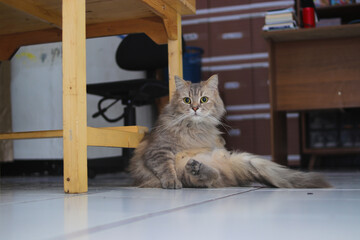 Gray cat with green eyes is relaxing with a weird position on the floor.