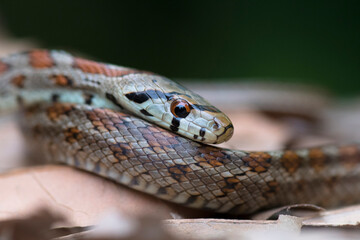 Leopard Snake (Zamenis situla) resting on leaves on the ground