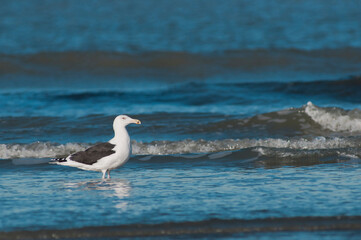 Great Black-backed Gull (Larus marinus) subadult standing in shallow water at the shoreline