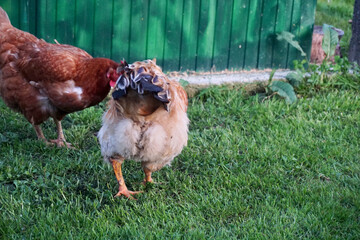 Red chicken walking over grass