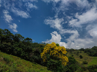 Obraz premium Arbol de Flores Amarillas