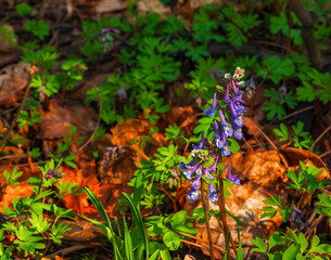 Close-up of corydalis solida or birdbush corydalis solida flowering with narrow flowers with long...
