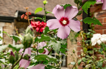 Burlington, Ontario, Canada - September 10, 2020: Rose of Sharon blooms after a rainstorm in the historic Village Square with red and white roses
