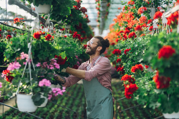Man gardener working in a greenhouse