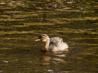 Australian Grebe in Western Australia
