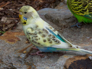 Budgerigar Parrot in Western Australia