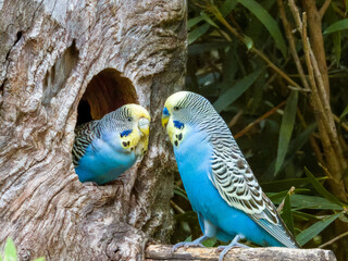 Obraz premium Budgerigar Parrot in Western Australia