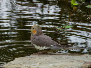 Cockatiel Cockatoo in Western Australia