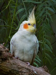 Cockatiel Cockatoo in Western Australia