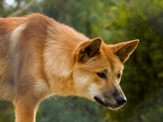 Naklejka na ściany i meble Dingo Dog in Western Australia