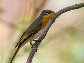 Leaden Flycatcher in Victoria Australia