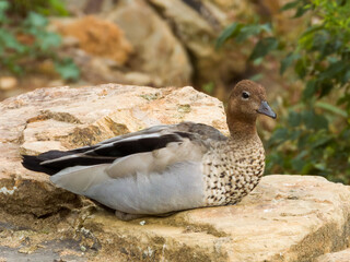 Maned Duck in Victoria Australia