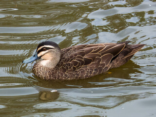 Pacific Black Duck in Victoria Australia