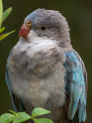 Princess Parrot in Western Australia