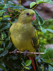 Regent Parrot in Western Australia