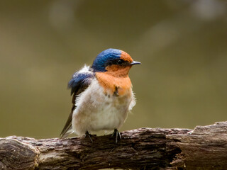 Welcome Swallow in New South Wales, Australia
