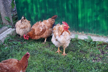 Red chicken walking over grass