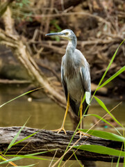 White-faced Heron in New South Wales, Australia