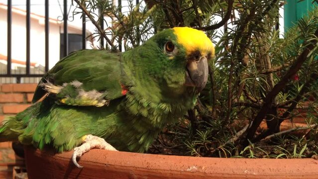 Yellow-naped parrot
