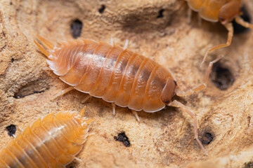 Swift Woodlouse (Porcellio Laevis 