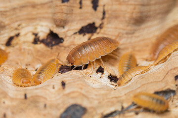 Several adults and juveniles of Swift Woodlouse (Porcellio Laevis 