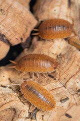 Several adults of Swift Woodlouse (Porcellio Laevis 